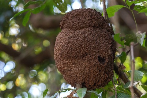 Nest of tree termites (Isoptera sp.) on the branch