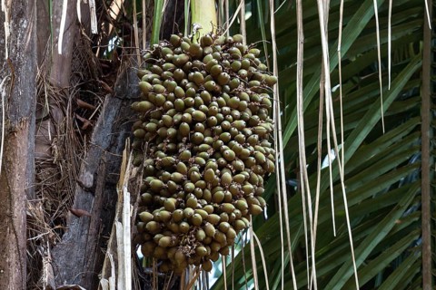 Seeds
