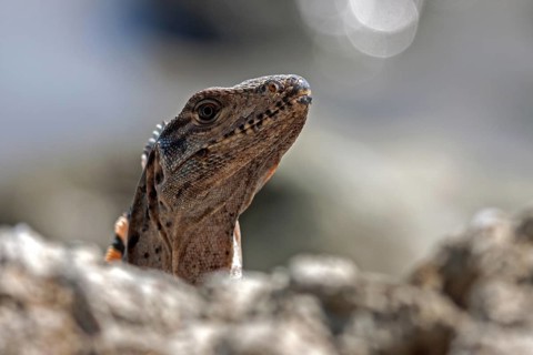 Black spiny-tailed iguana (Ctenosaura similis)