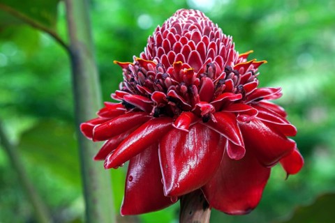 Flower of the Torch Ginger (Etlingera elatior)