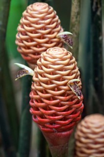 Ginger (Zingiber spectabile)