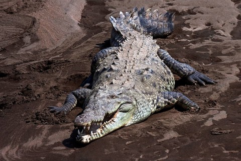 American crocodile (Crocodylus acutus) on sandbank at Rio Tarcoles