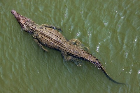 American crocodile (Crocodylus acutus) swims in water