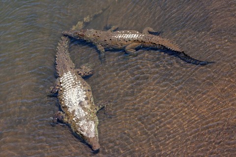 American crocodiles (Crocodylus acutus) rest in the water