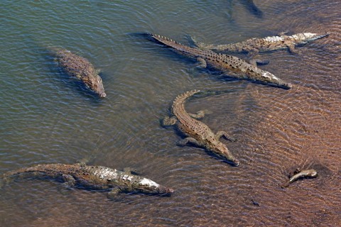 American crocodiles (Crocodylus acutus) rest in the water