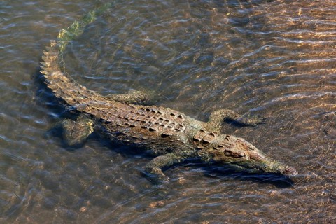 American crocodile (Crocodylus acutus) rests in water