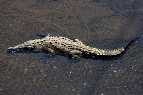 American crocodile (Crocodylus acutus) rests in water