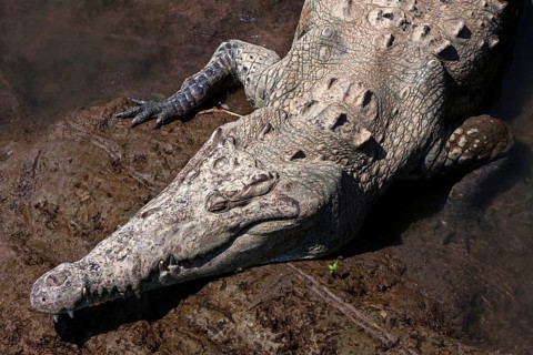 American crocodile (Crocodylus acutus) rests in water