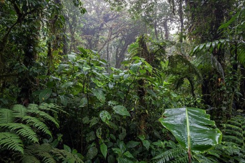 Dense vegetation in cloud forest