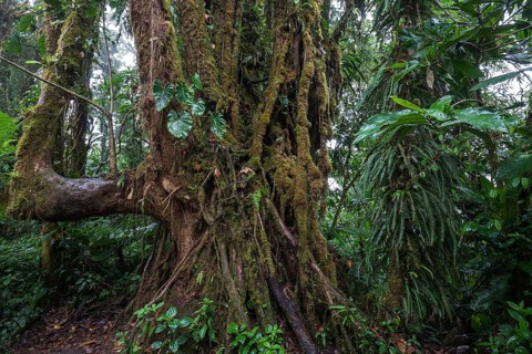 Dense vegetation in cloud forest