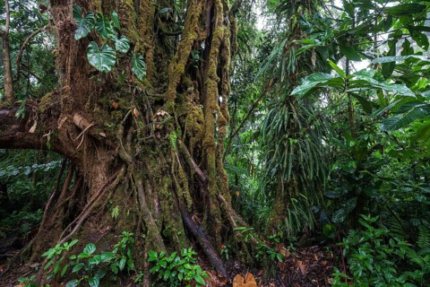 Dense vegetation in cloud forest