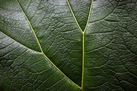 Mammoth leaf (Gunnera insignis) in cloud forest
