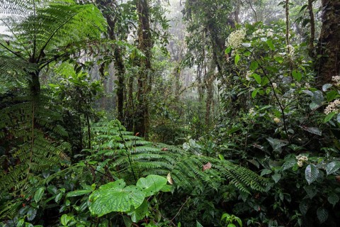 Dense vegetation in cloud forest