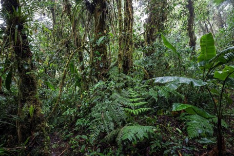 Dense vegetation in cloud forest