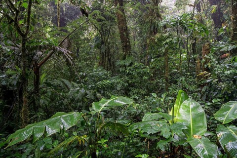 Dense vegetation in cloud forest