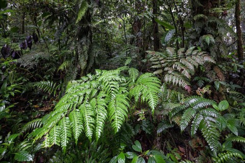 Ferns