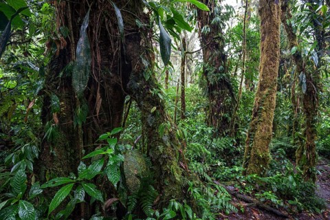 Dense vegetation in cloud forest