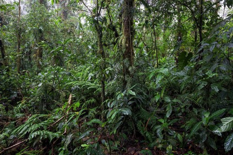 Dense vegetation in cloud forest