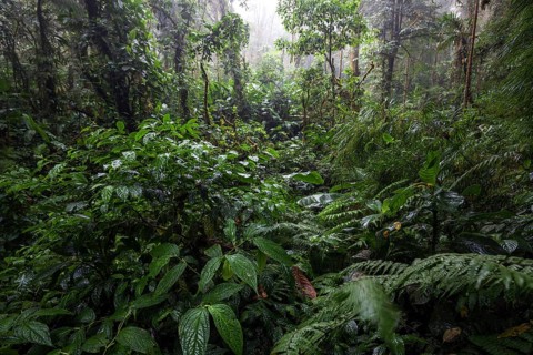 Dense vegetation in cloud forest