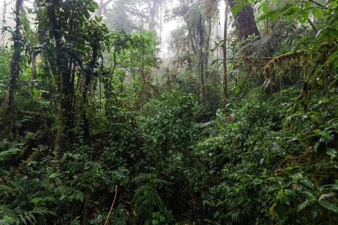 Dense vegetation in cloud forest