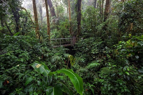 Bridge along the Encantado Trail with thick vegetation in the cloud forest