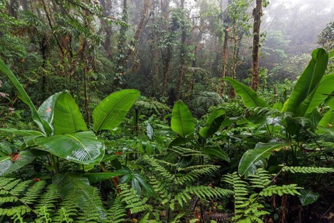 Dense vegetation in cloud forest
