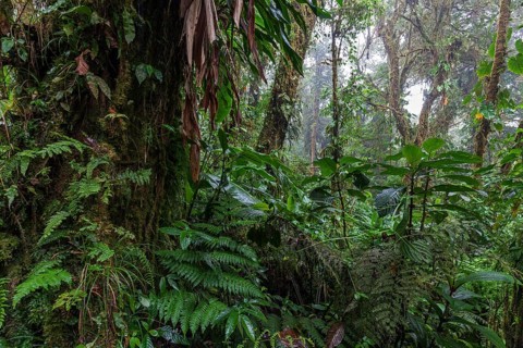 Dense vegetation in cloud forest