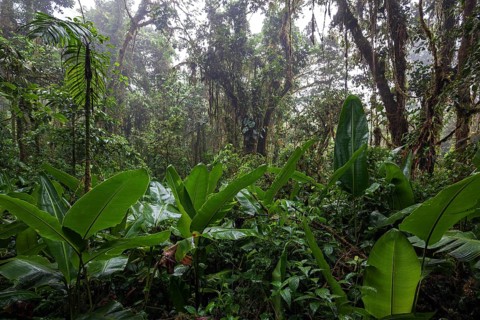 Dense vegetation in cloud forest