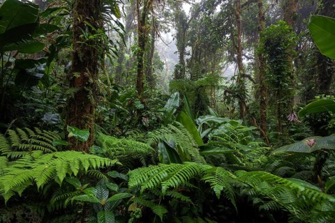 Dense vegetation in cloud forest