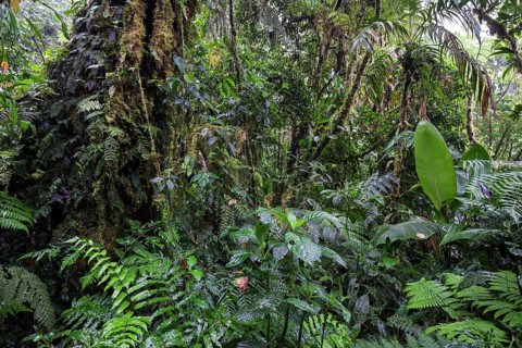 Dense vegetation in cloud forest