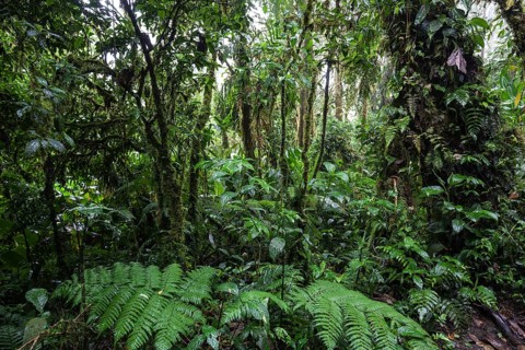Dense vegetation in cloud forest