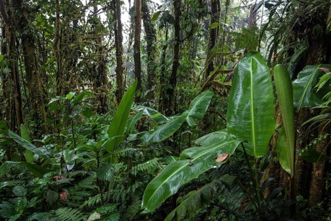 Dense vegetation in cloud forest