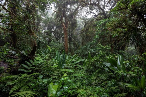 Dense vegetation in cloud forest