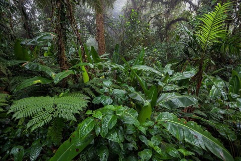 Dense vegetation in cloud forest
