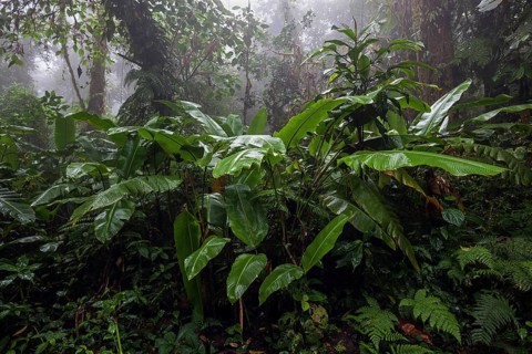 Dense vegetation in cloud forest