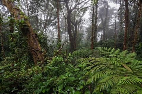Dense vegetation in cloud forest