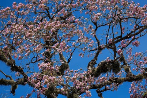 Pink flowering trumpet plant (Tabebuia heterophylla)