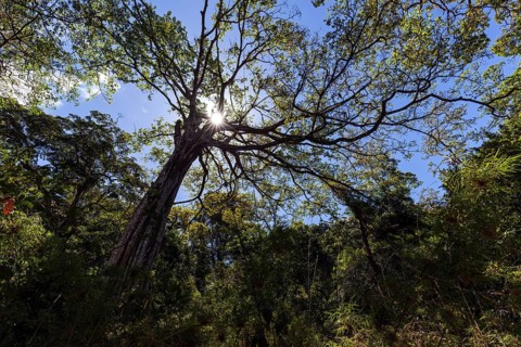 Jungle tree