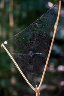 Triangular spider web between a branch fork