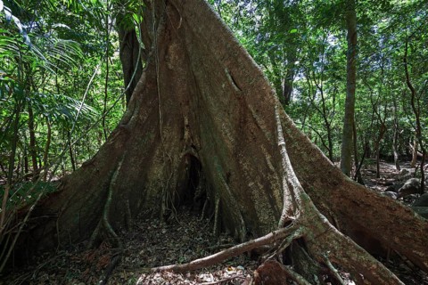 Board roots of a jungle tree in the national park Rincon de la Vieja