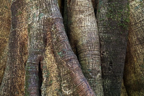 Closely related tree trunks of tropical jungle trees