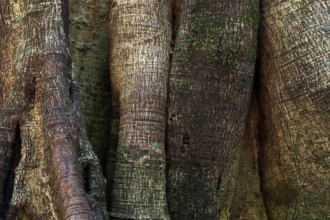 Closely related tree trunks of tropical jungle trees