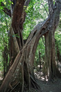 Brettwurzeln der Florida Strangler Fig (Ficus aurea)