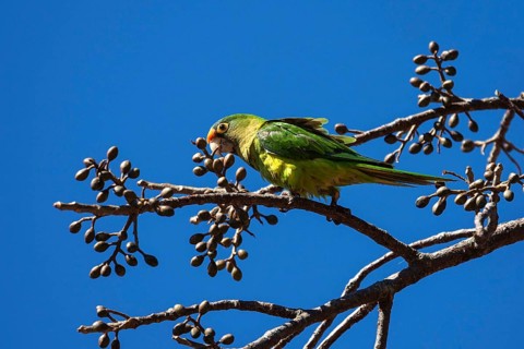 Orange-fronted parakeet (Eupsittula canicularis) sits on a branch