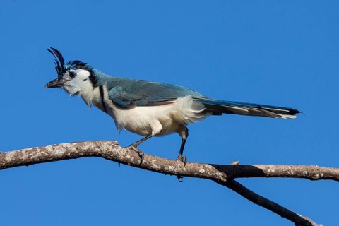 White-throated Magpie-Jay (Calocitta formosa) sits on a branch