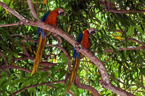 Two Scarlet macaws (Ara macao)