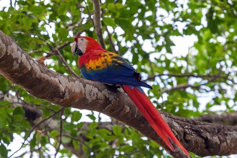 Scarlet macaw (Ara macao)