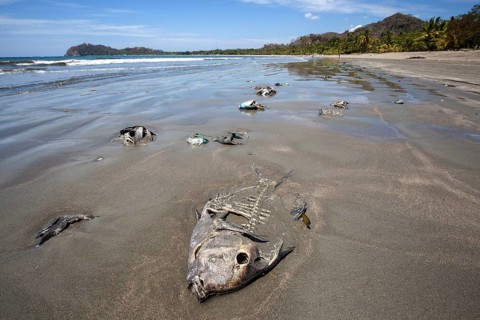 Dead fish lying washed up on the sandy beach