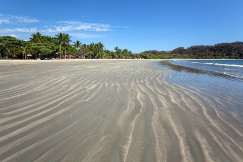 Palm trees and sandy beach at low tide in Samara