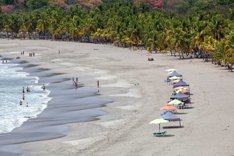 Sandy beach with palm trees